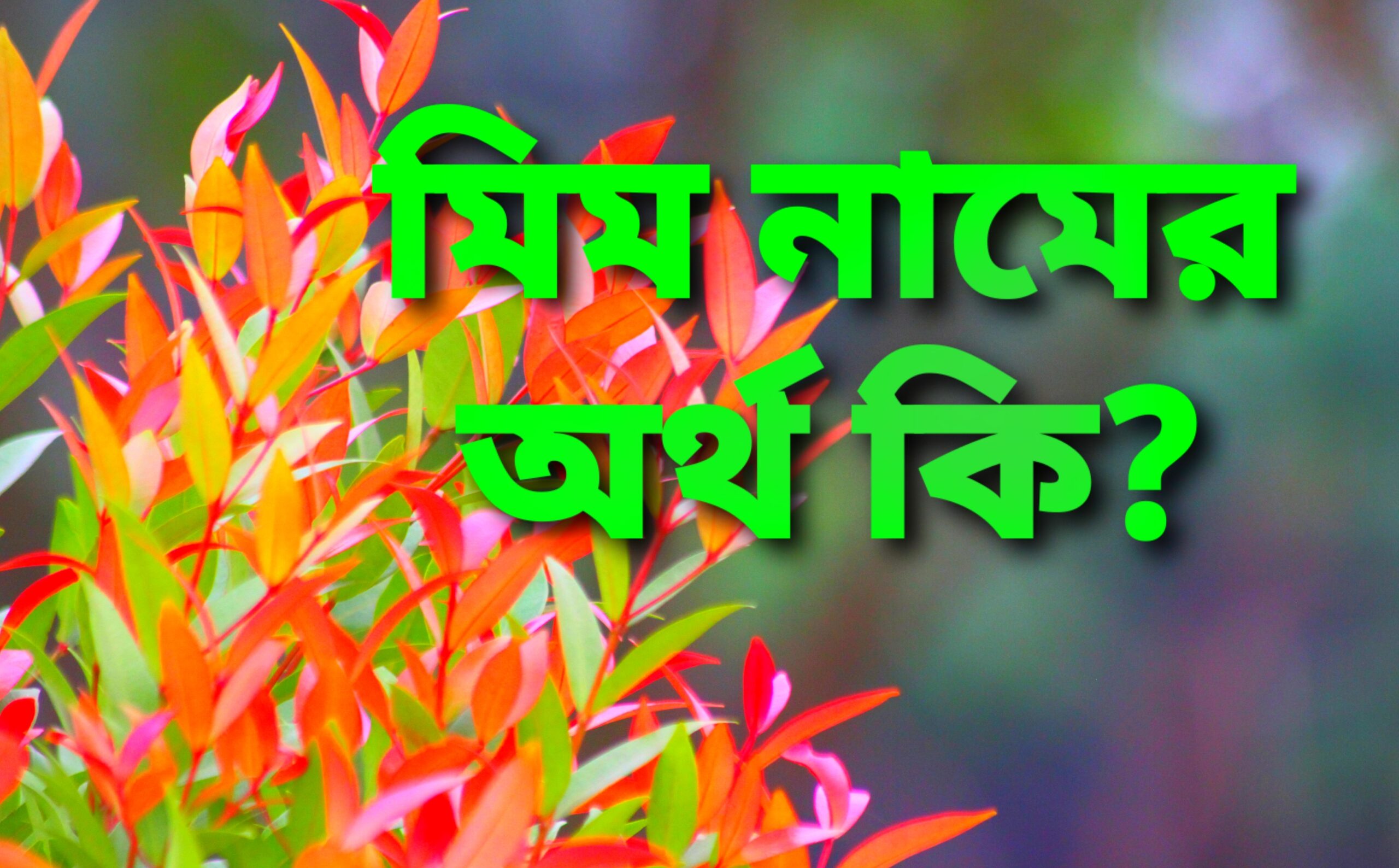 mim-name-meaning-bangla-blogger